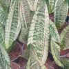 2425. Sanseveria Moonshine Casper 10pcs