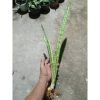 2411. Sanseveria Parva Stick Varigated