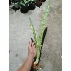 2411. Sanseveria Parva Stick Varigated