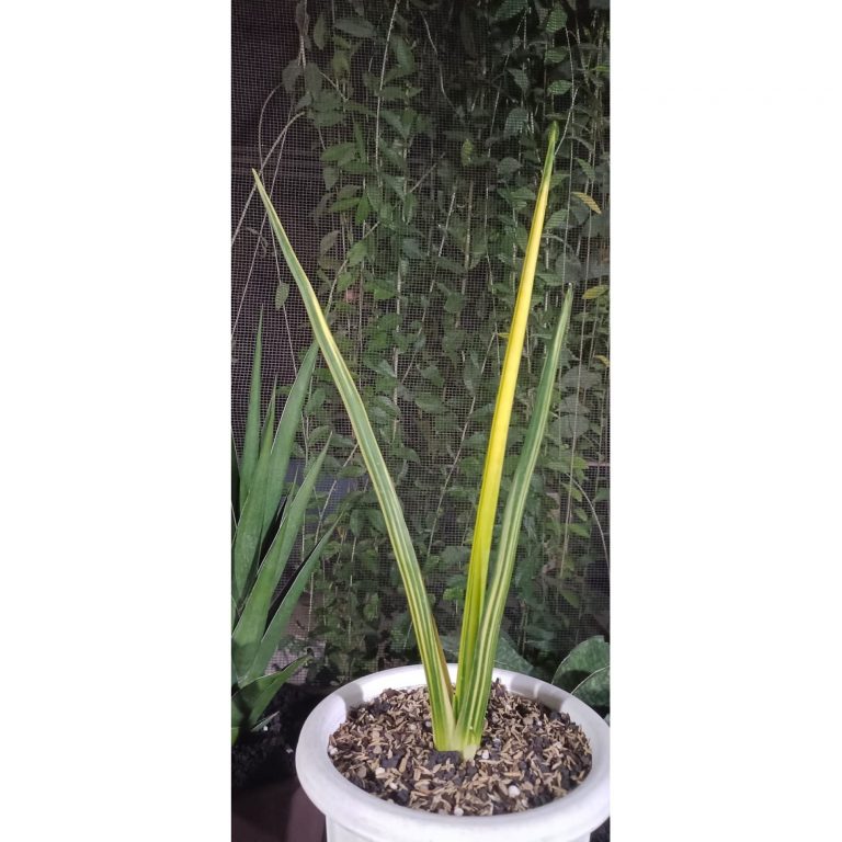 2404. Sanseveria Pensil /erythrea Varigated