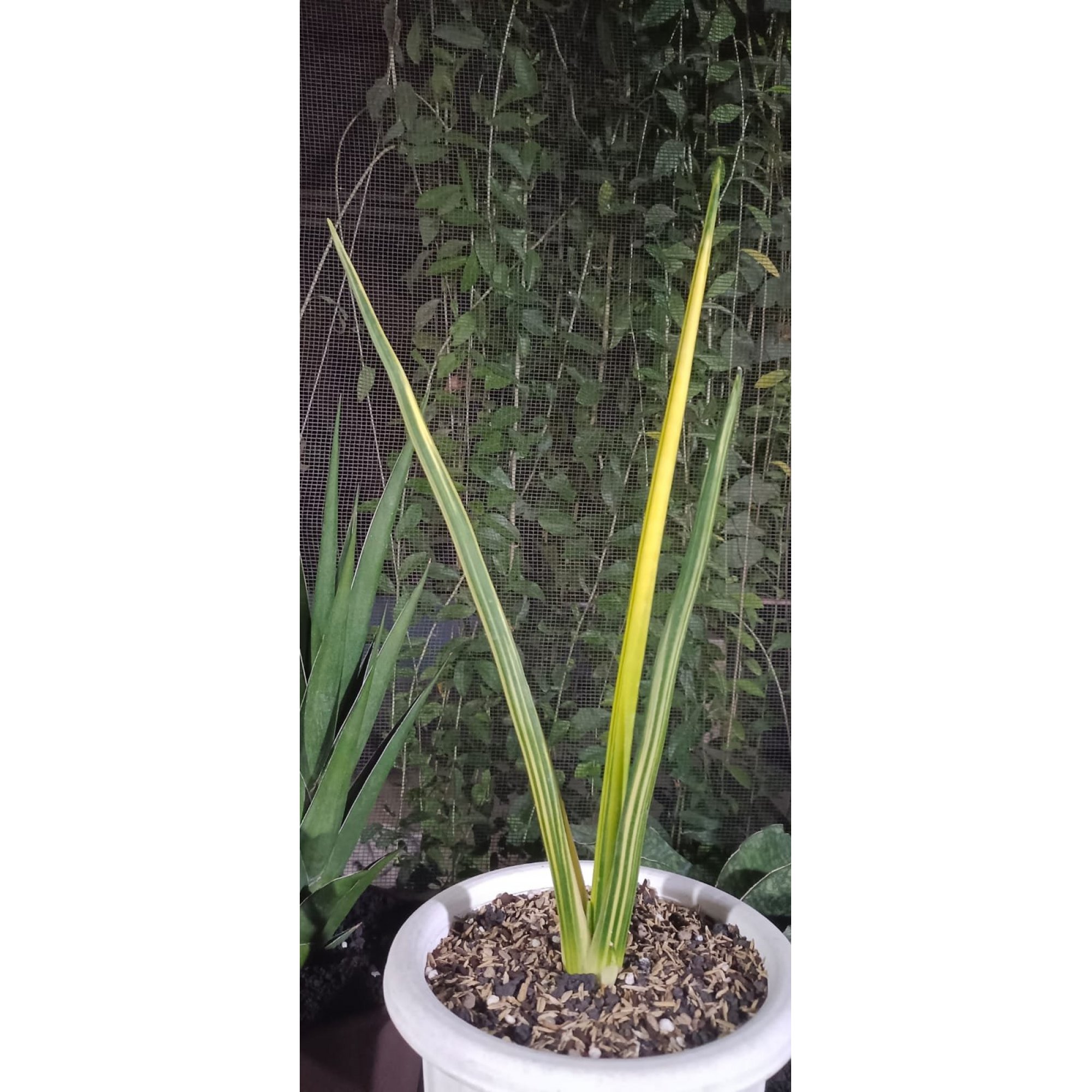 2404. Sanseveria Pensil /erythrea Varigated