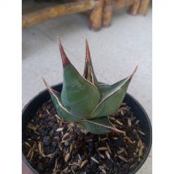 2393. Sanseveria Pinguin Dagger