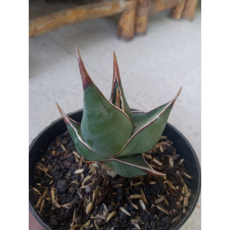 2393. Sanseveria Pinguin Dagger