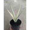 2409. Sanseveria Royal Crown White Aurea Varigated