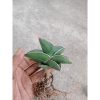 2397. Sanseveria Samurai Draft