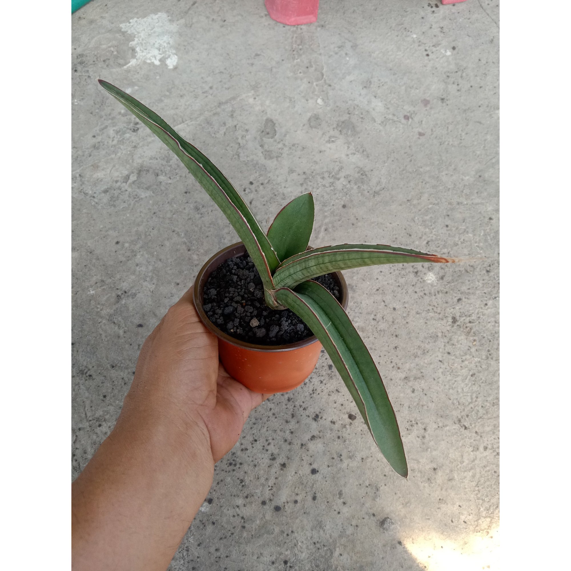 2402. Sanseveria Sp Angola