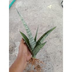 2449. Sanseveria Spider