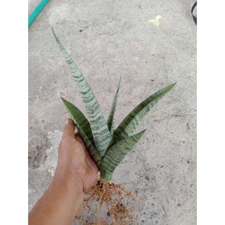 2449. Sanseveria Spider