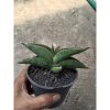 2437. Sanseveria Supermacy