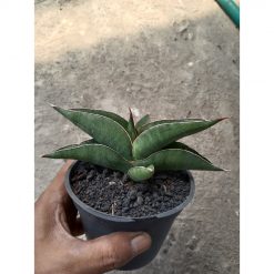 2437. Sanseveria Supermacy