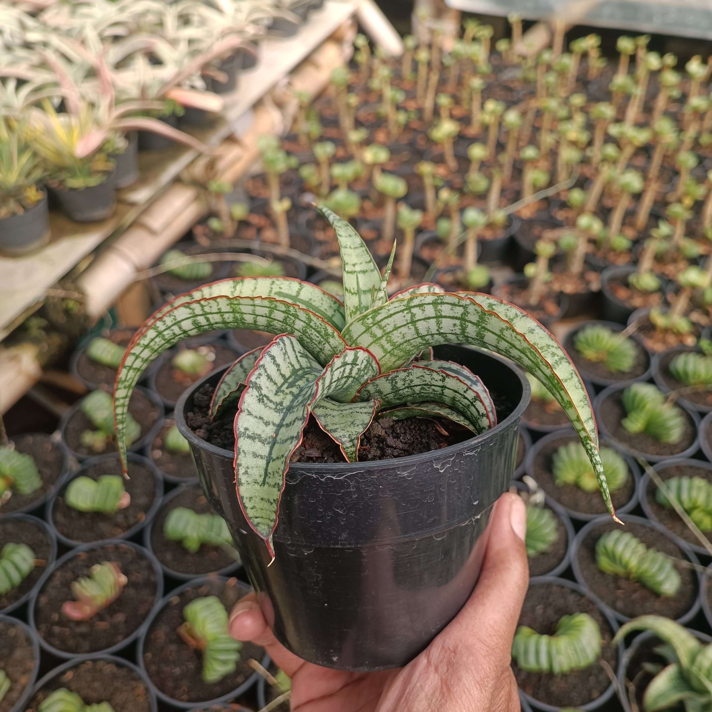 2383. Sansevieria Arboyo - Image 2