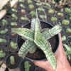 2383. Sansevieria Arboyo