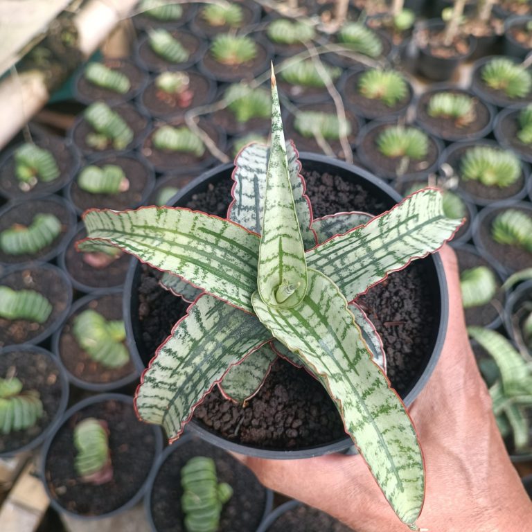 2383. Sansevieria Arboyo