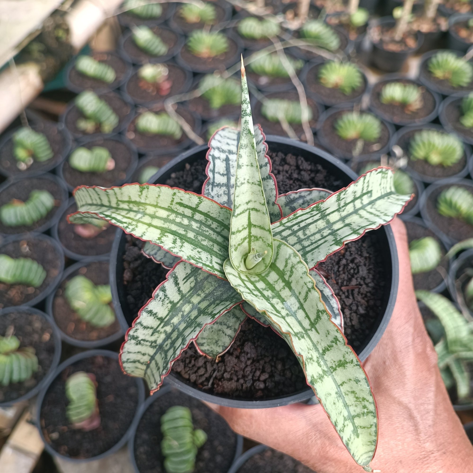 2383. Sansevieria Arboyo