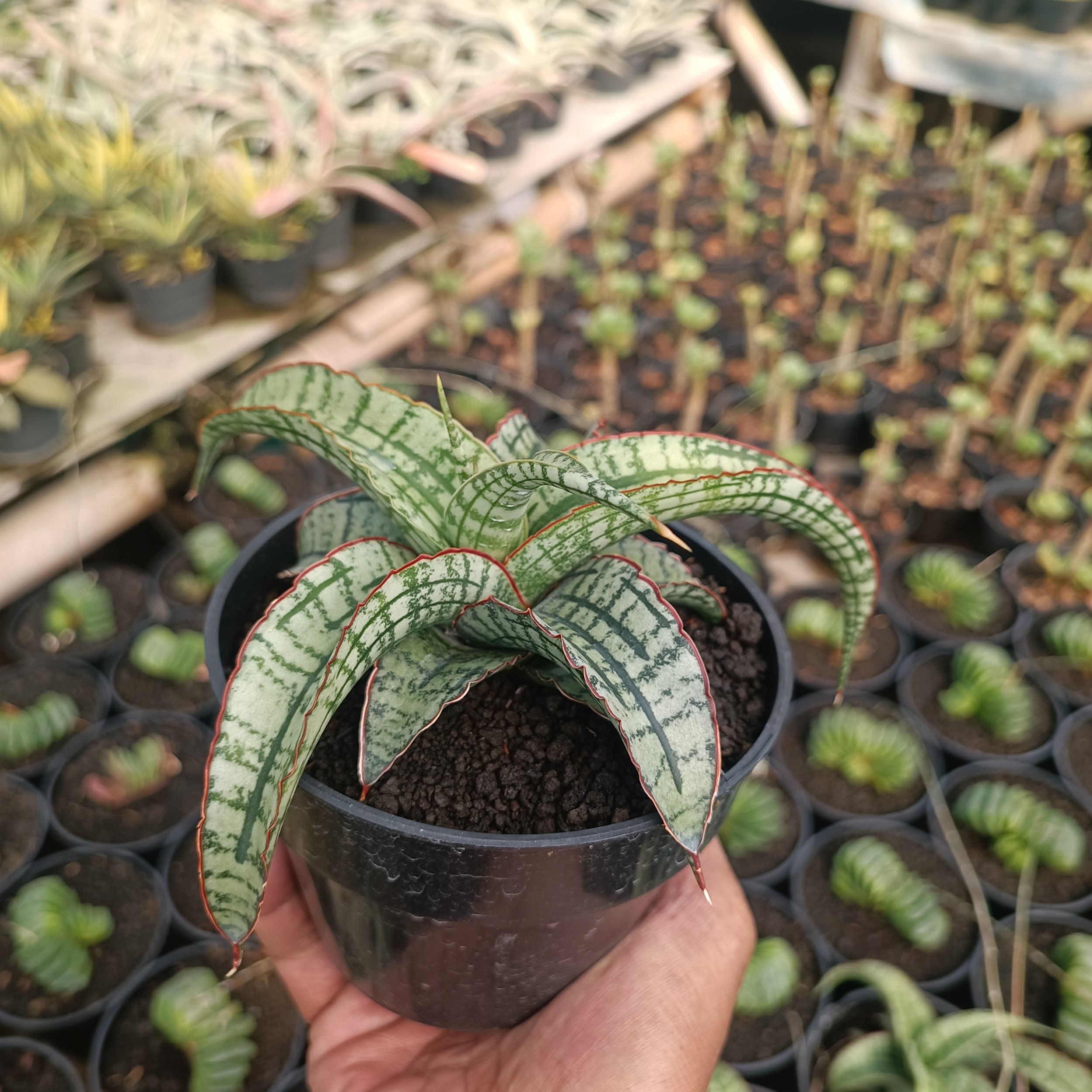 2383. Sansevieria Arboyo - Image 3