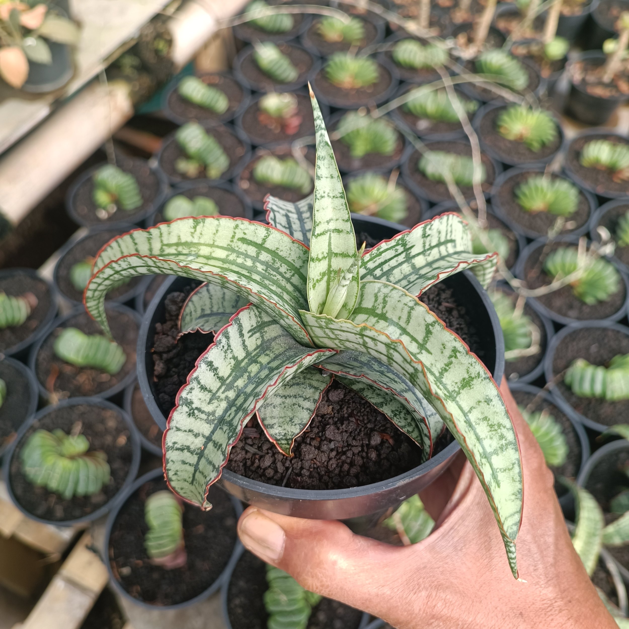 2383. Sansevieria Arboyo - Image 4