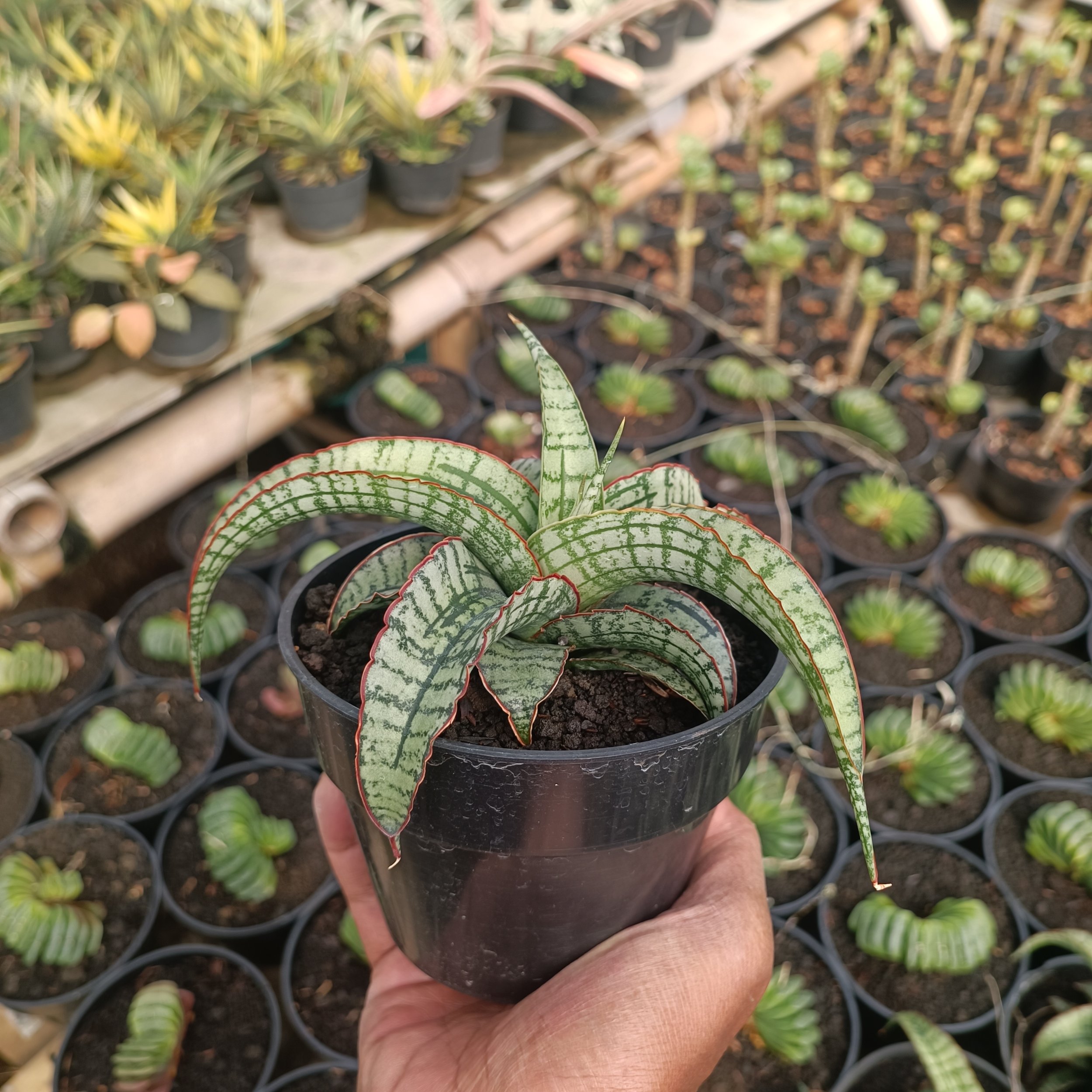 2383. Sansevieria Arboyo - Image 5