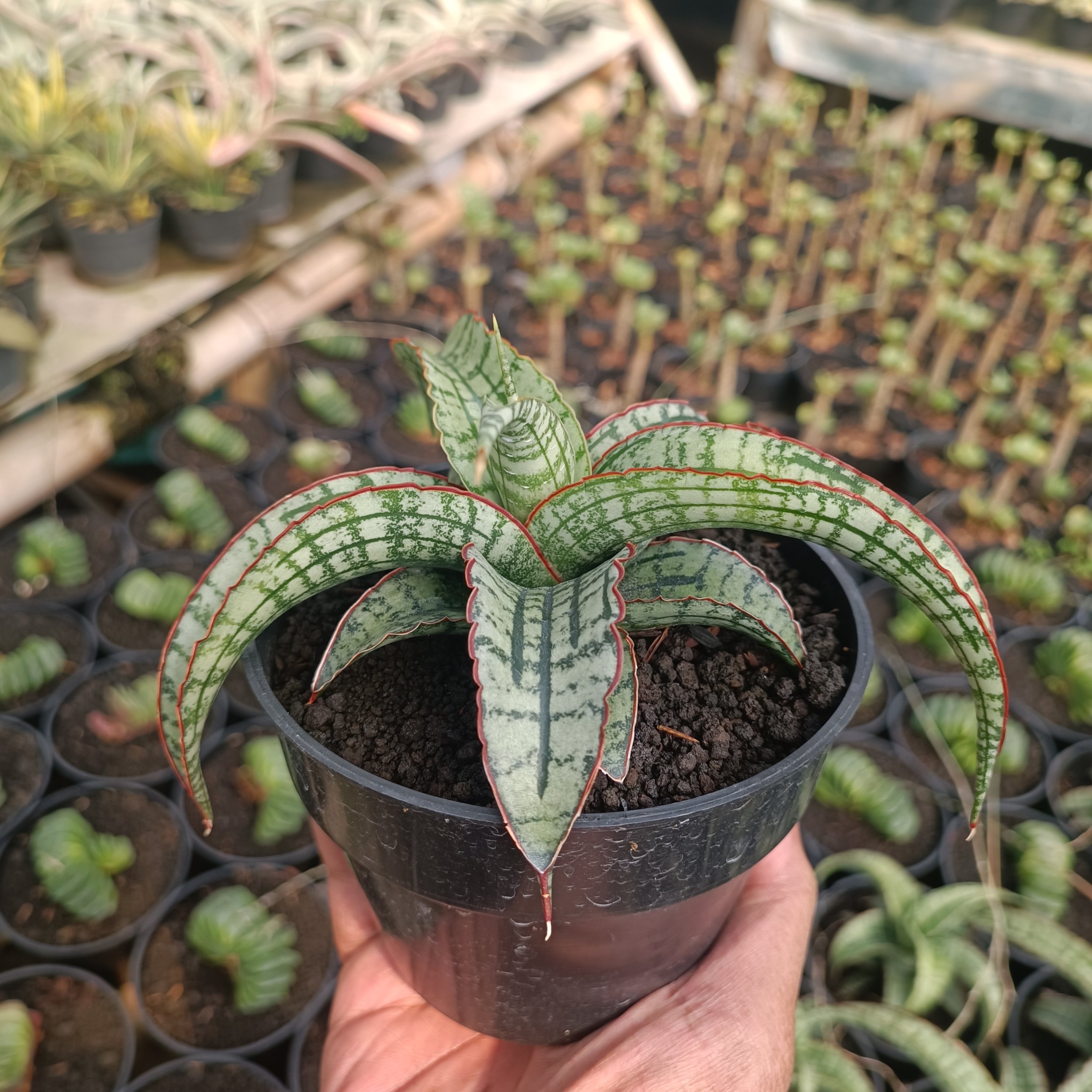 2383. Sansevieria Arboyo - Image 6