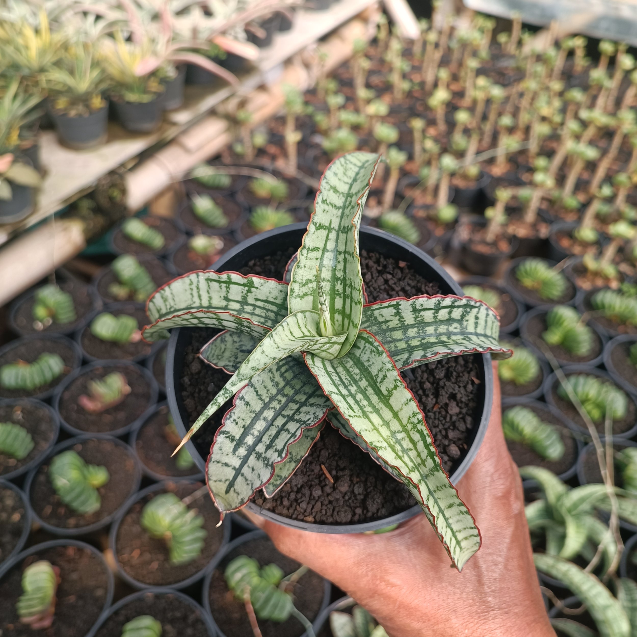 2383. Sansevieria Arboyo - Image 7