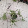 2384. Sansevieria Balii Mini Cluster