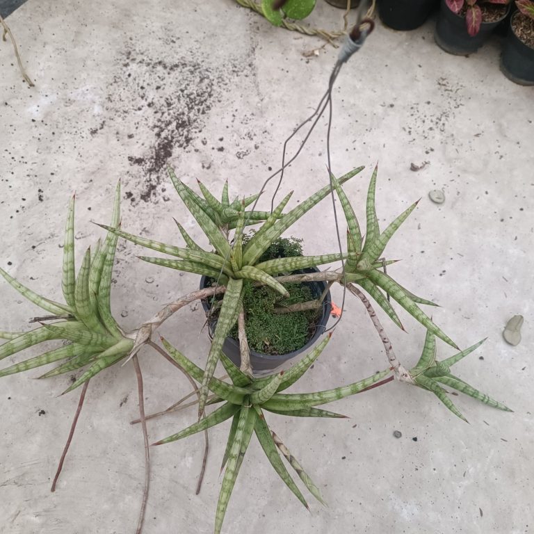 2384. Sansevieria Balii Mini Cluster