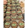 2354. Sansevieria Banana Pot 8cm 20pcs