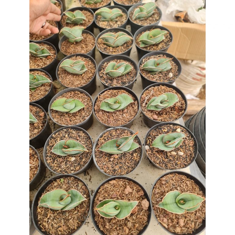 2354. Sansevieria Banana Pot 8cm 20pcs