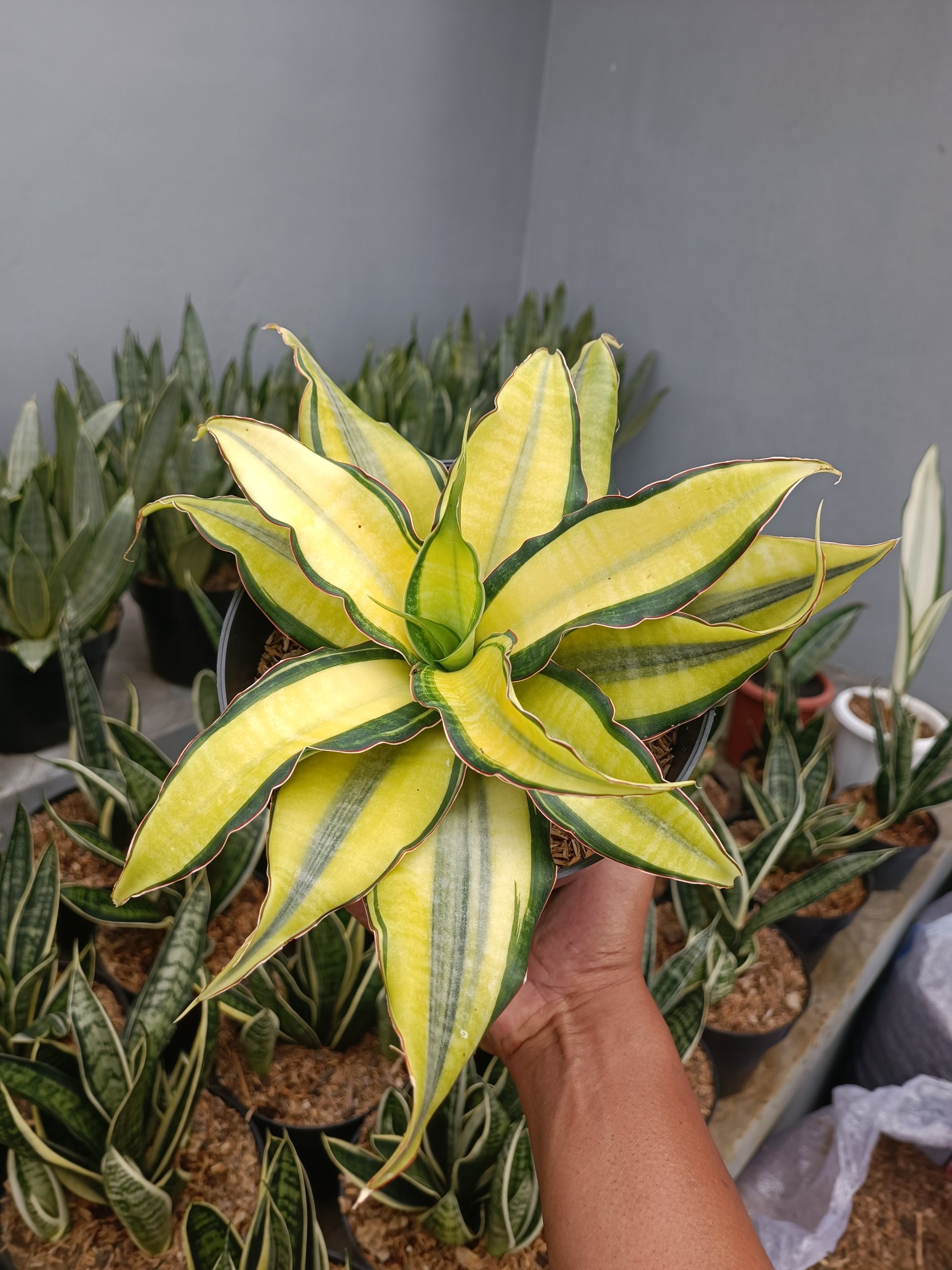 2352. Sansevieria Black Rose - Image 3