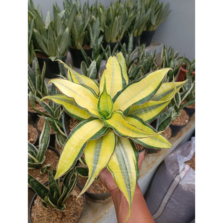 2352. Sansevieria Black Rose