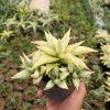 2391. Sansevieria Blue Ice Cluster