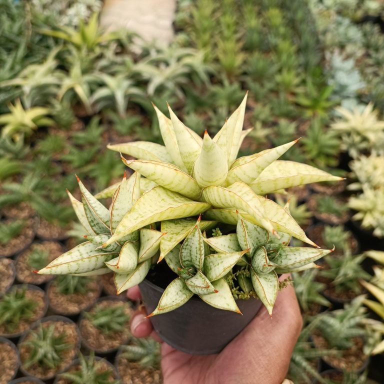 2391. Sansevieria Blue Ice Cluster