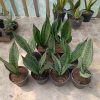 2399. Sansevieria Casper