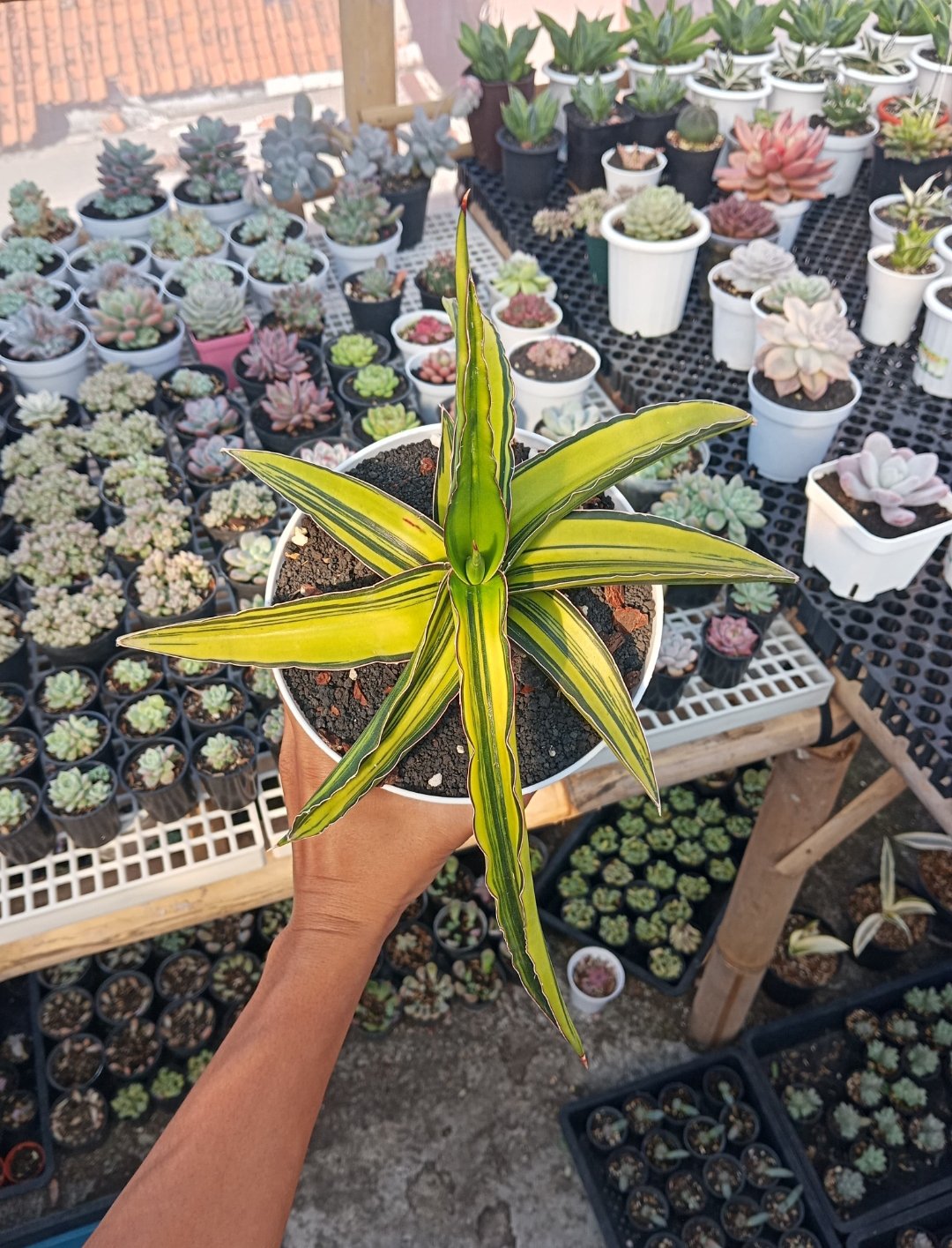 2365. Sansevieria Dragon Green Clone. Size 26 Cm - Image 2