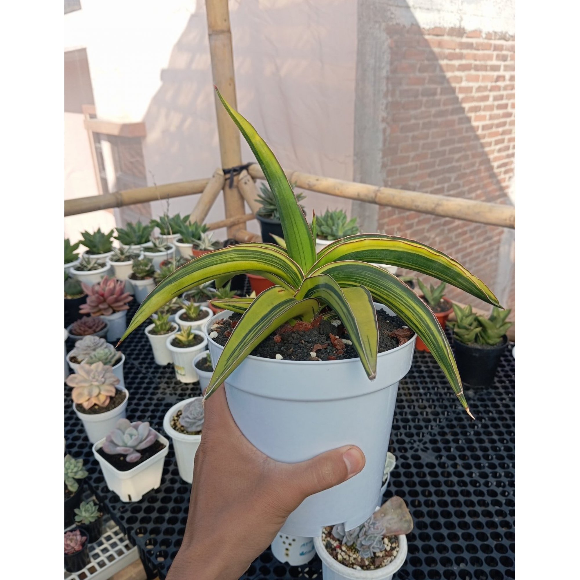 2365. Sansevieria Dragon Green Clone. Size 26 Cm