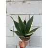 2361. Sansevieria Dimaond Flame
