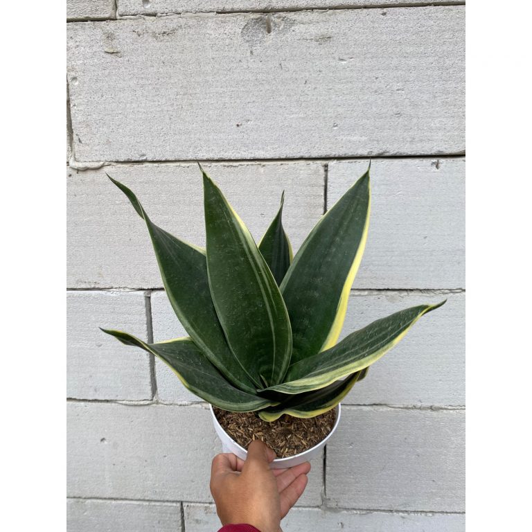 2361. Sansevieria Dimaond Flame