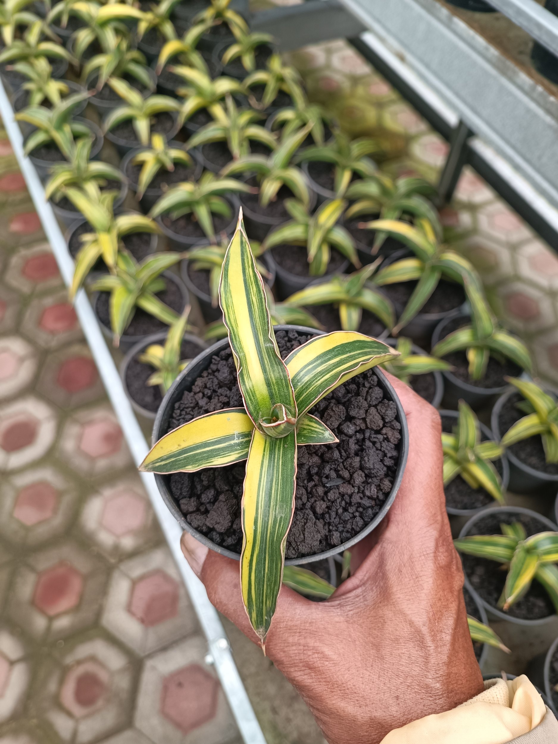 2394. Sansevieria Dragon Green Clone Variegated size 12 cm - Image 2