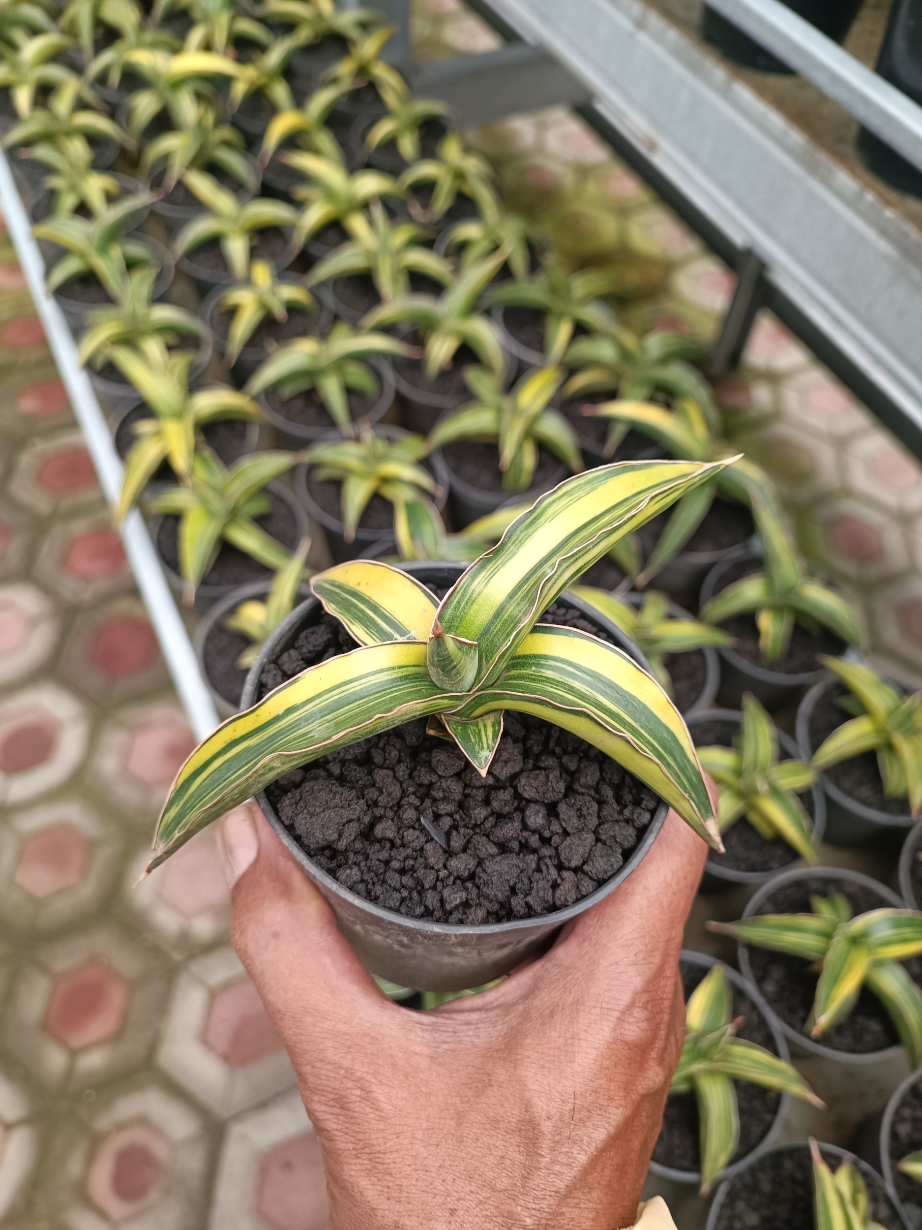 2394. Sansevieria Dragon Green Clone Variegated size 12 cm - Image 3