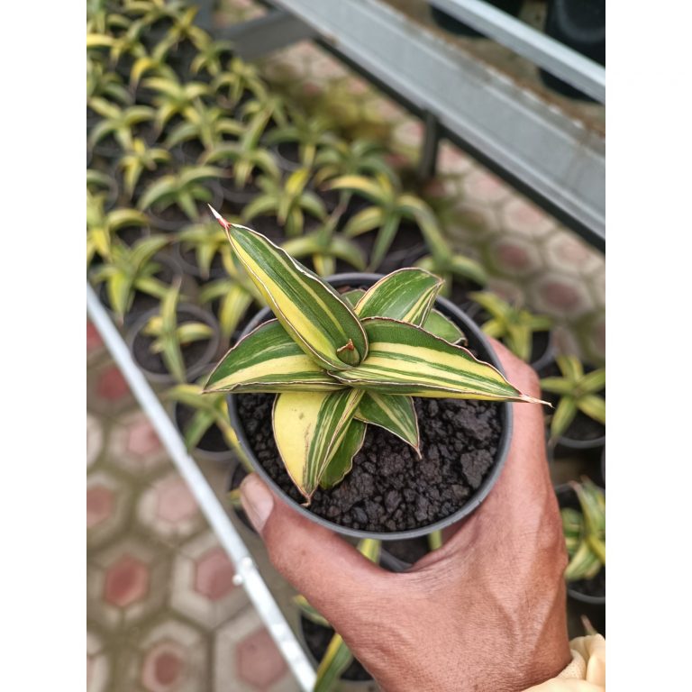 2394. Sansevieria Dragon Green Clone Variegated size 12 cm