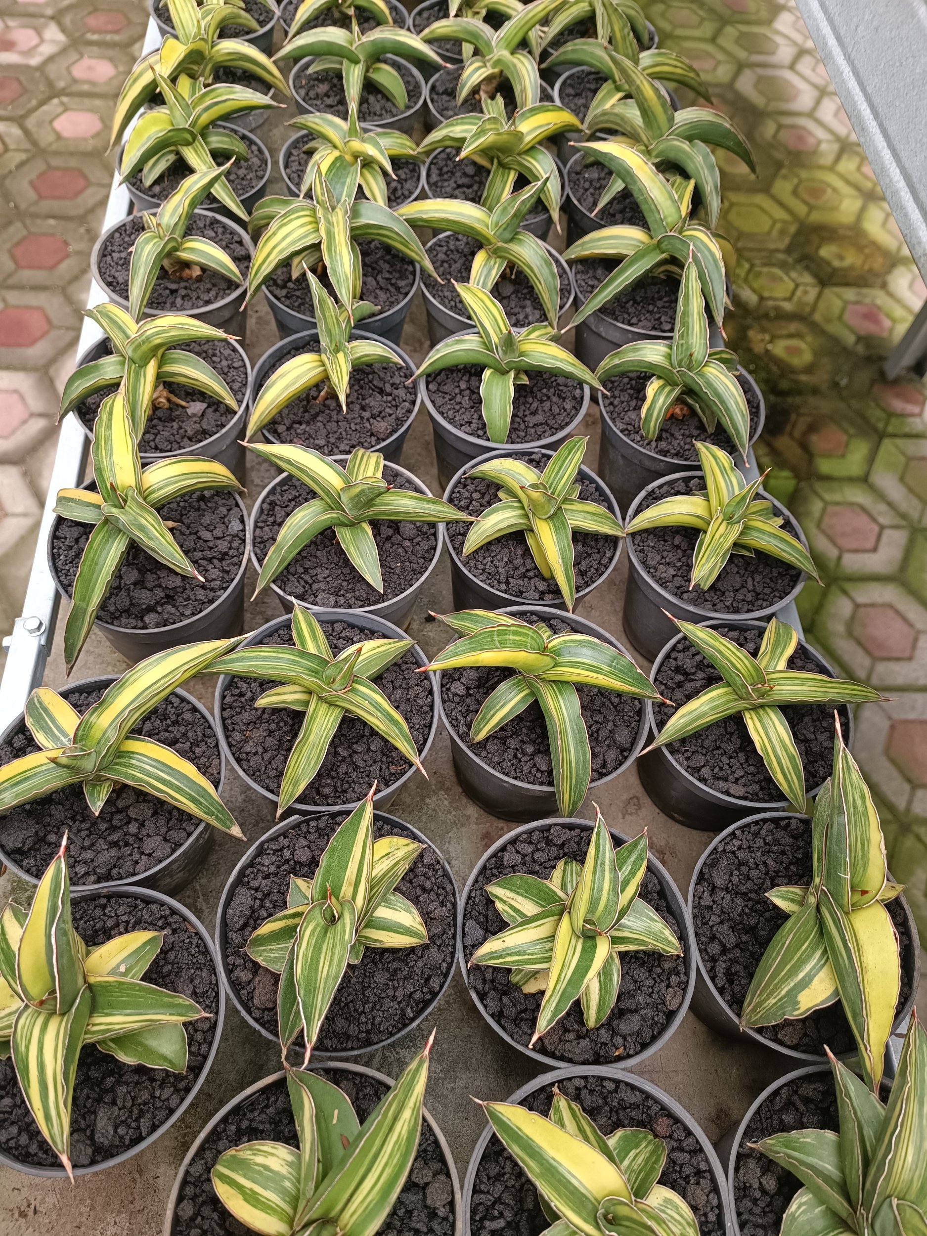 2394. Sansevieria Dragon Green Clone Variegated size 12 cm - Image 4