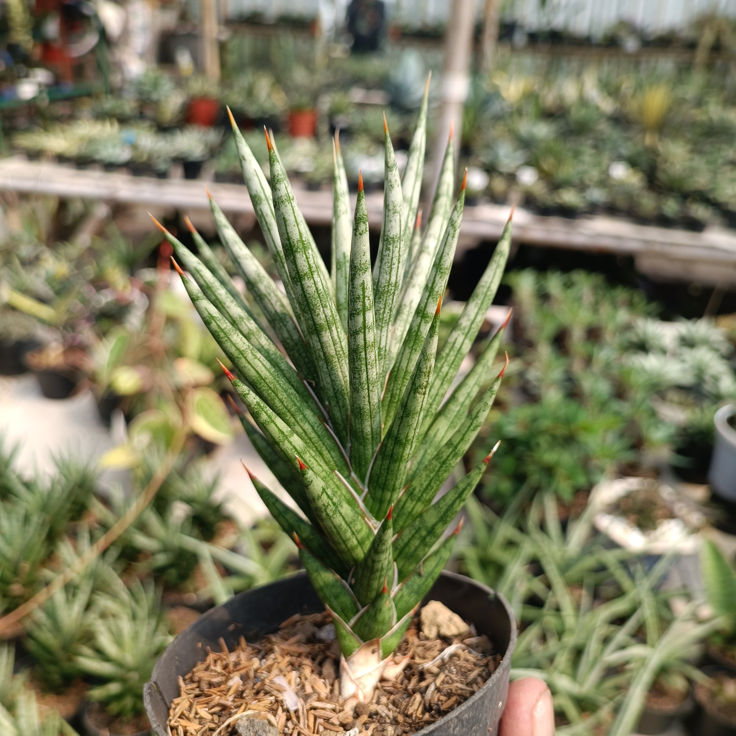 2390. Sansevieria Francisii Gracilis size 15 cm - Image 2