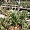 2390. Sansevieria Francisii Gracilis size 15 cm