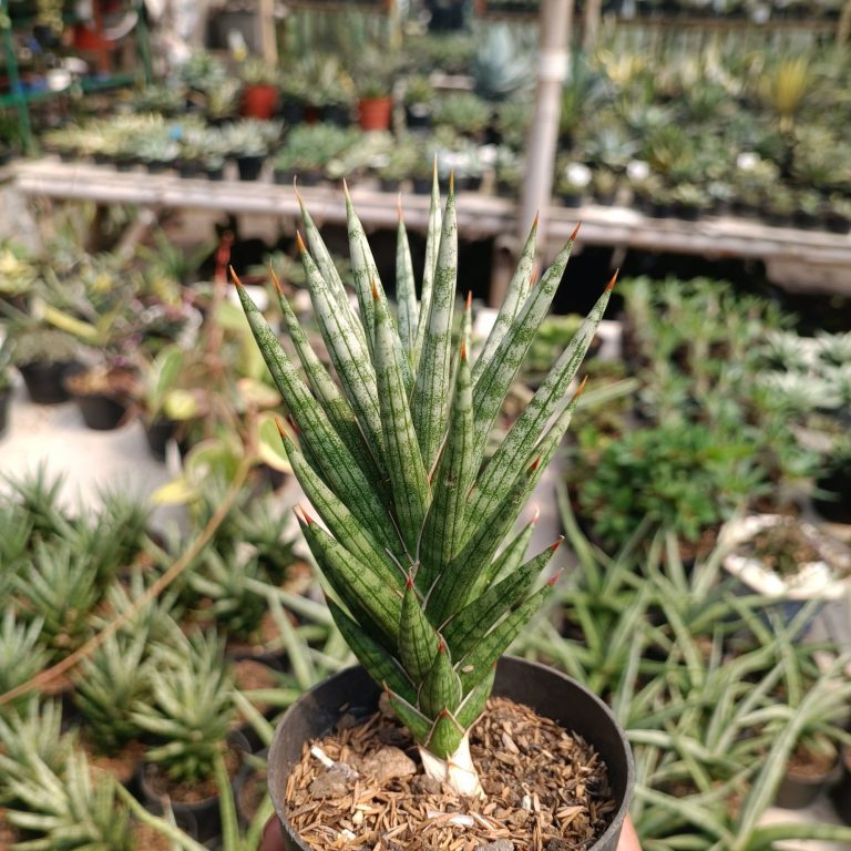 2390. Sansevieria Francisii Gracilis size 15 cm