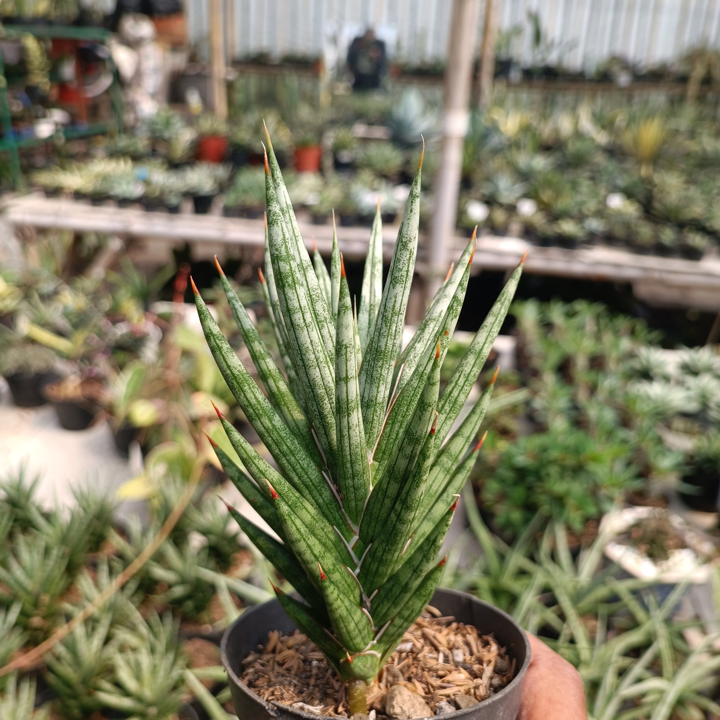 2390. Sansevieria Francisii Gracilis size 15 cm - Image 4