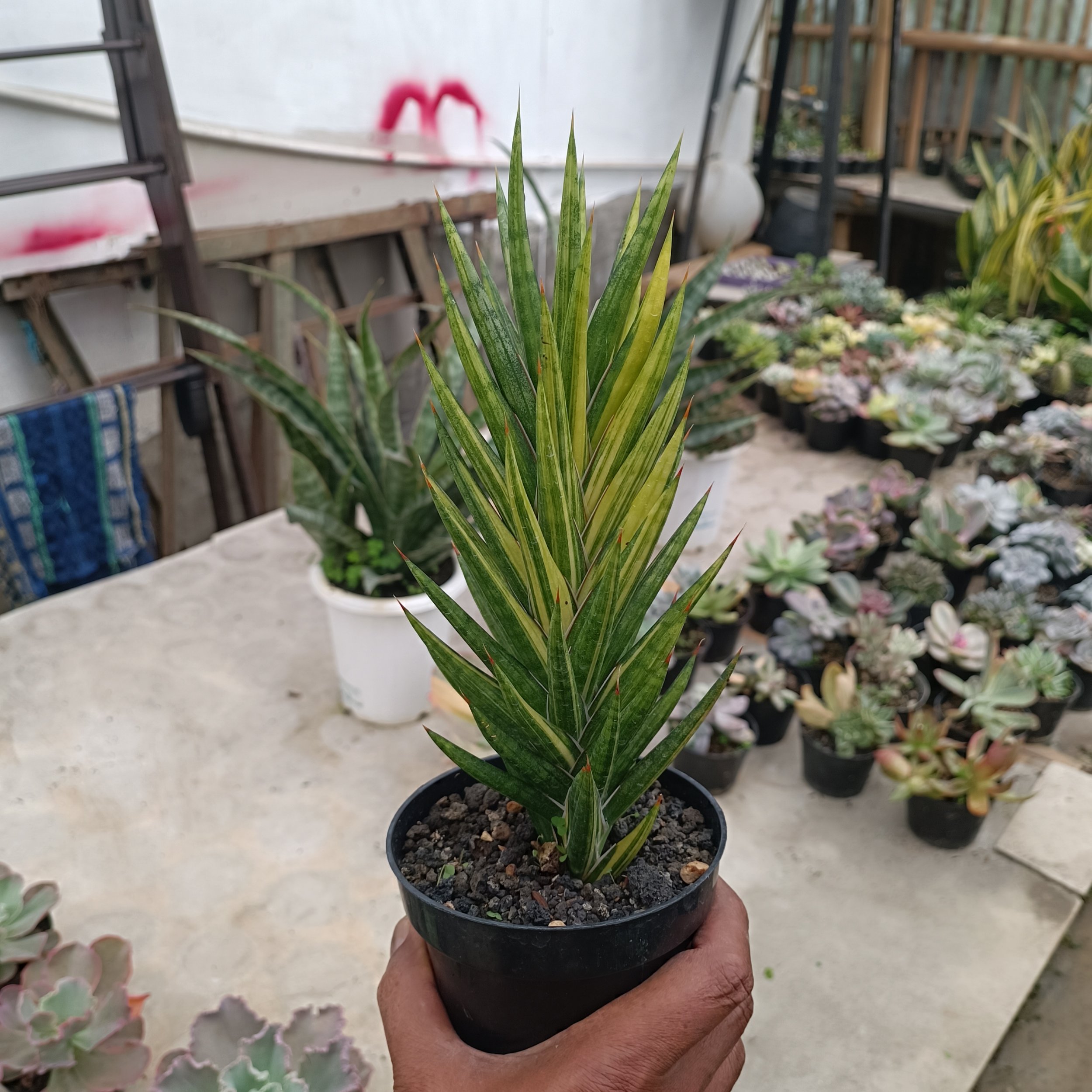 2439. Sansevieria Francisii Gracilis Veriegated .20 Cm - Image 2