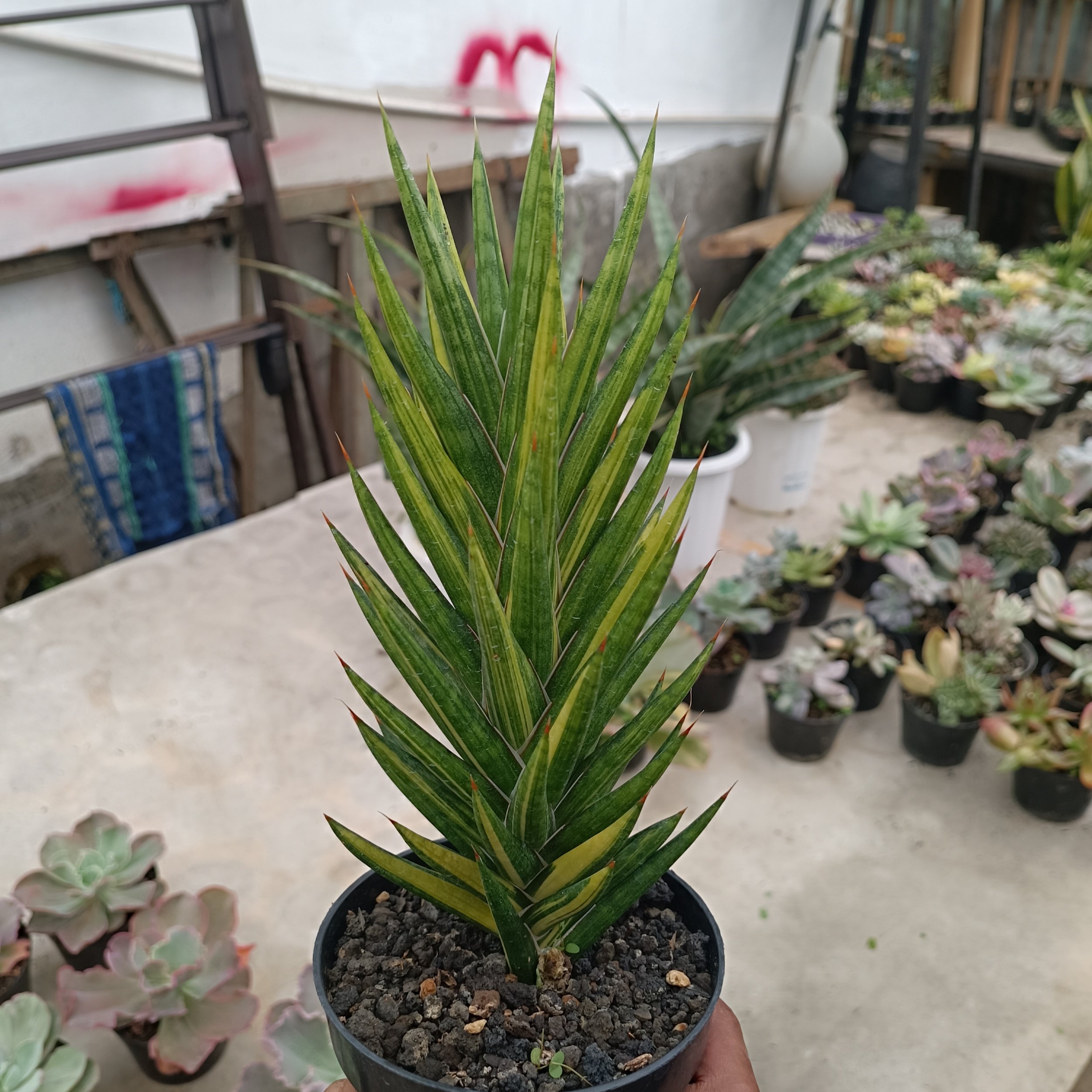 2439. Sansevieria Francisii Gracilis Veriegated .20 Cm - Image 3