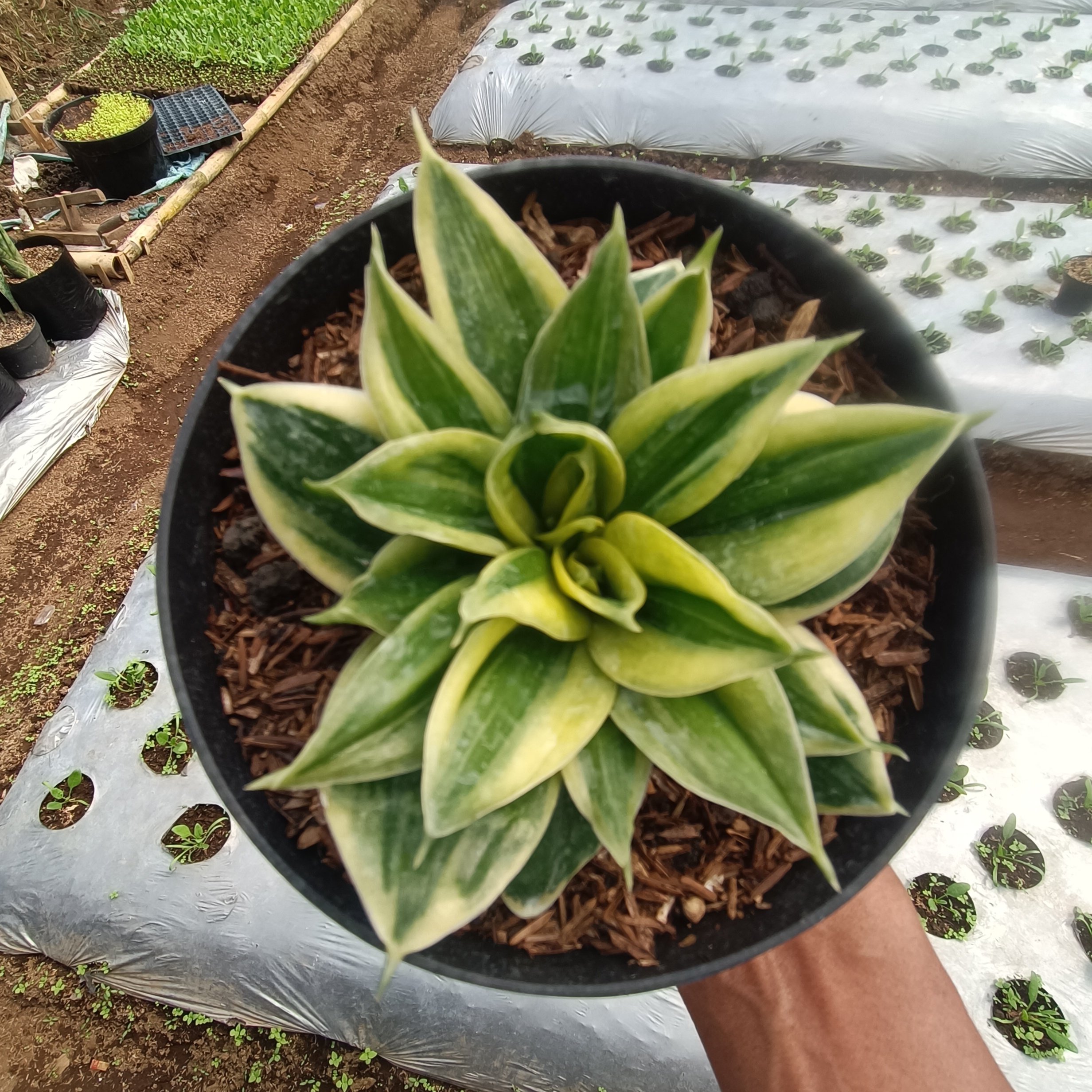 2379. Sansevieria Gilt Edge - Image 2