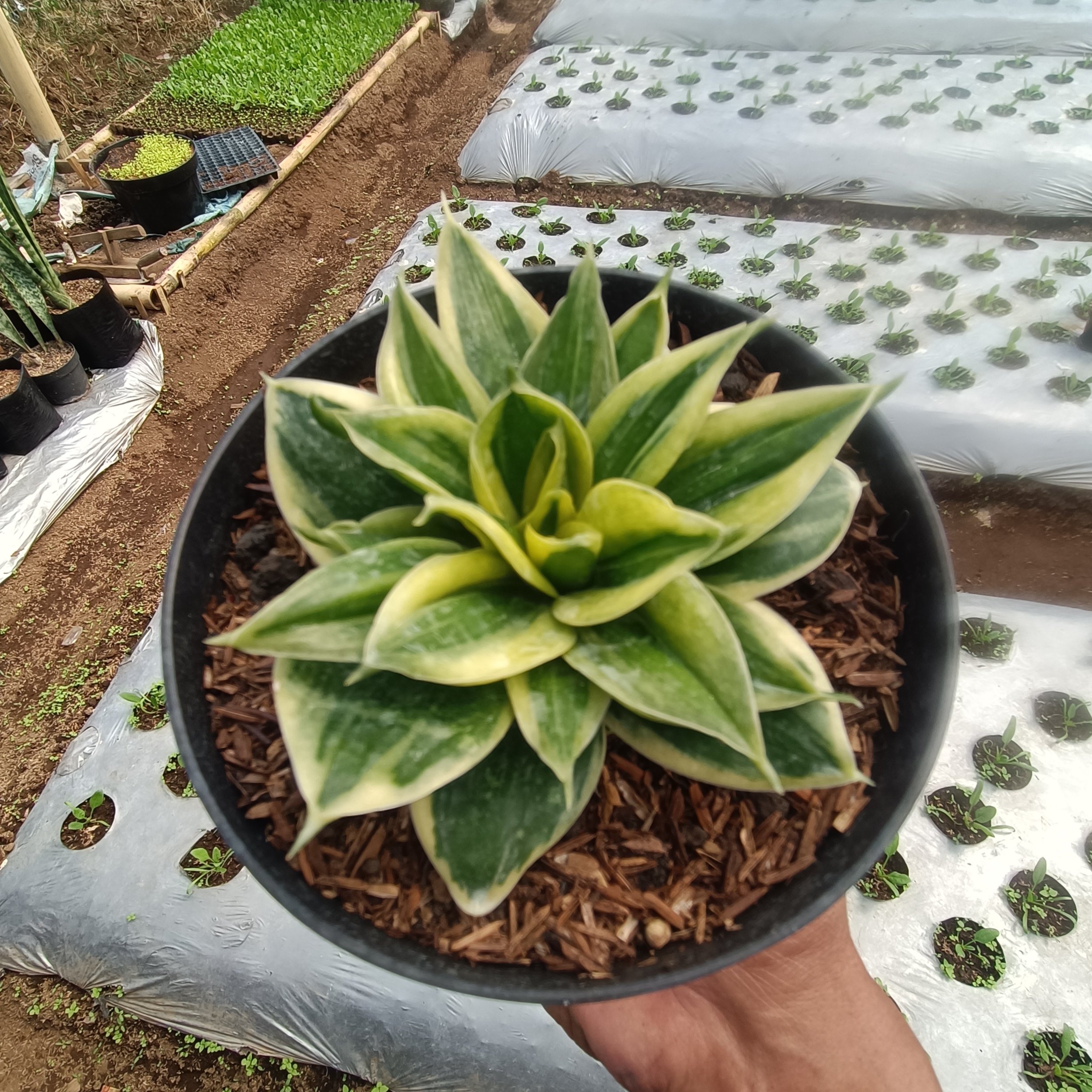 2379. Sansevieria Gilt Edge - Image 3