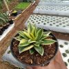 2379. Sansevieria Gilt Edge
