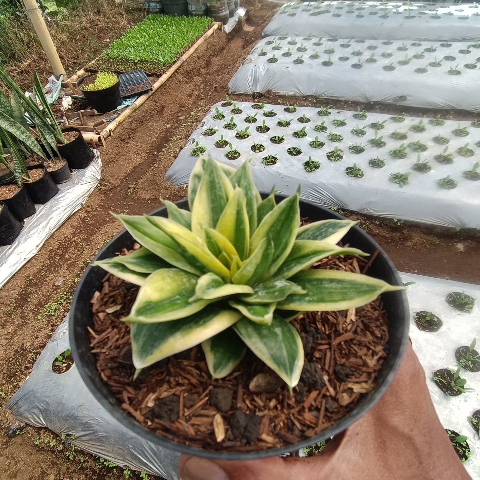2379. Sansevieria Gilt Edge